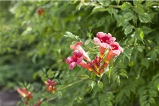 Rote Kletter-Trompetenblume