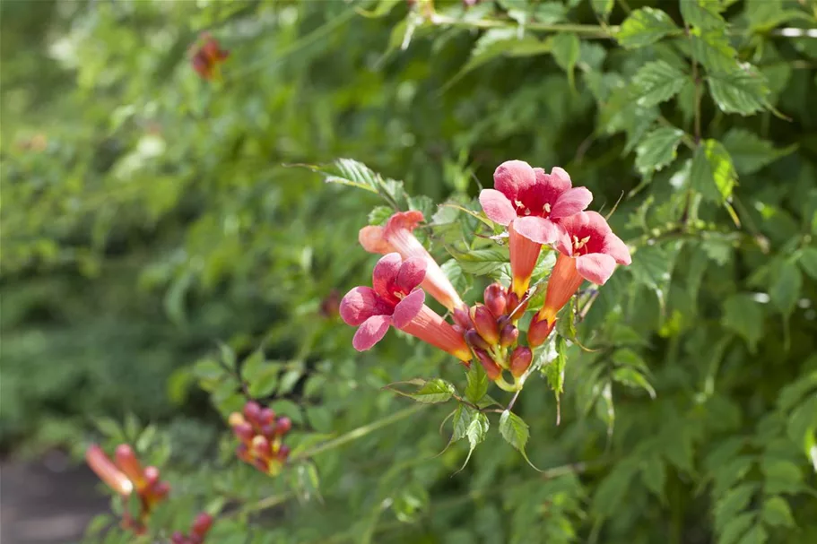 Rote Kletter-Trompetenblume