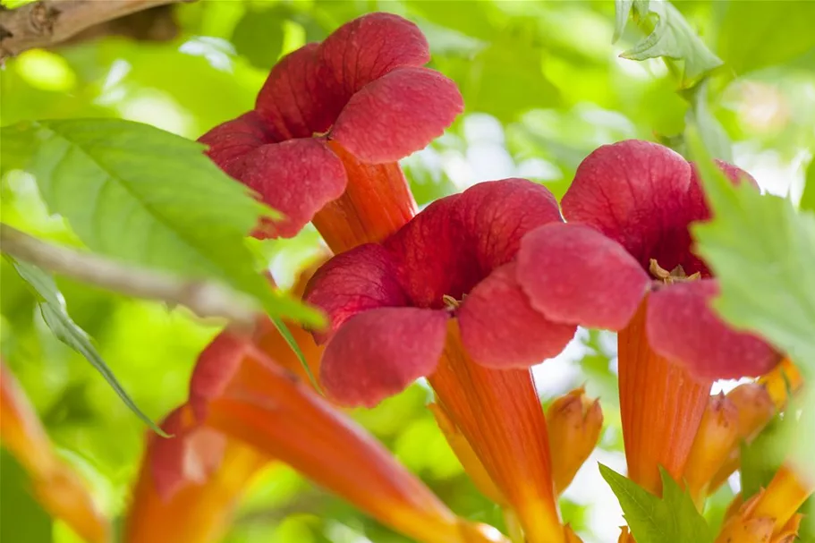 Rote Kletter-Trompetenblume