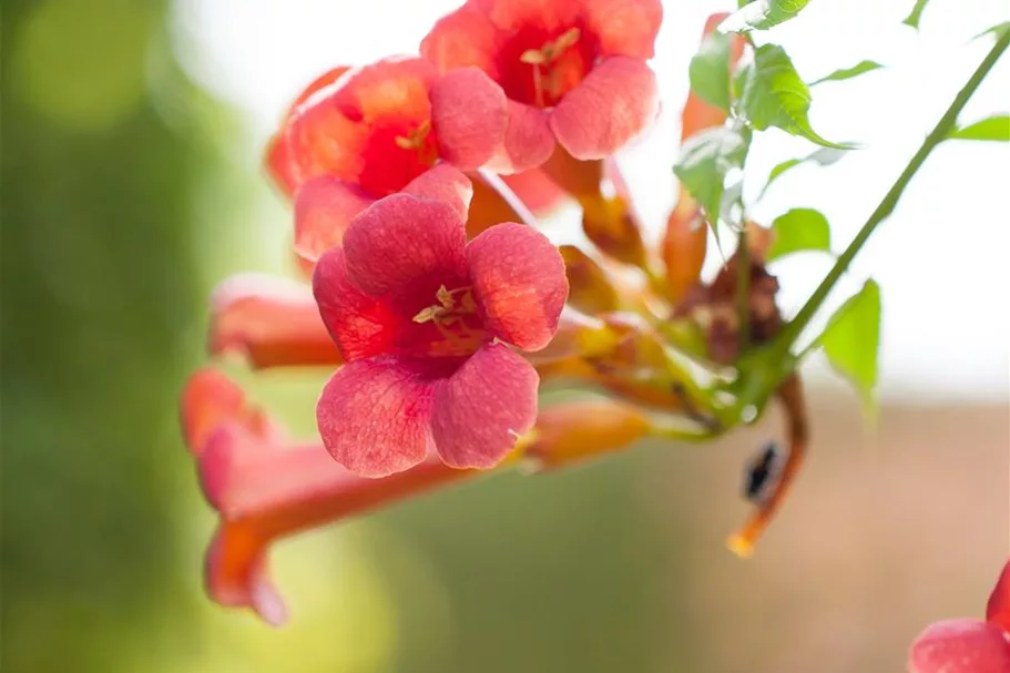 Rote Kletter-Trompetenblume