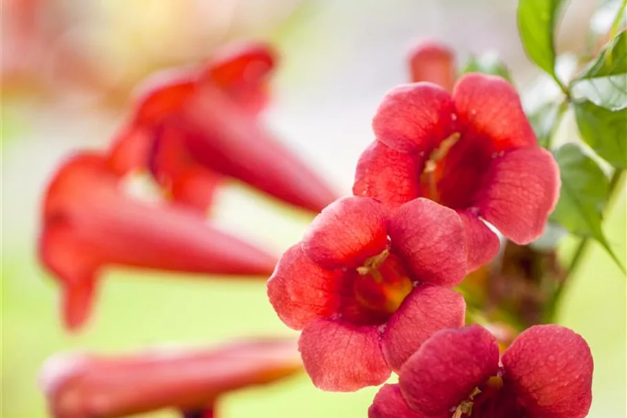 Campsis tagliabuana 'Fire Trumpet Vine'® Topfgröße 2 Liter