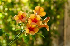 Campsis radicans 'Indian Summer'® Topfgröße 2 Liter, Höhe 60-100cm