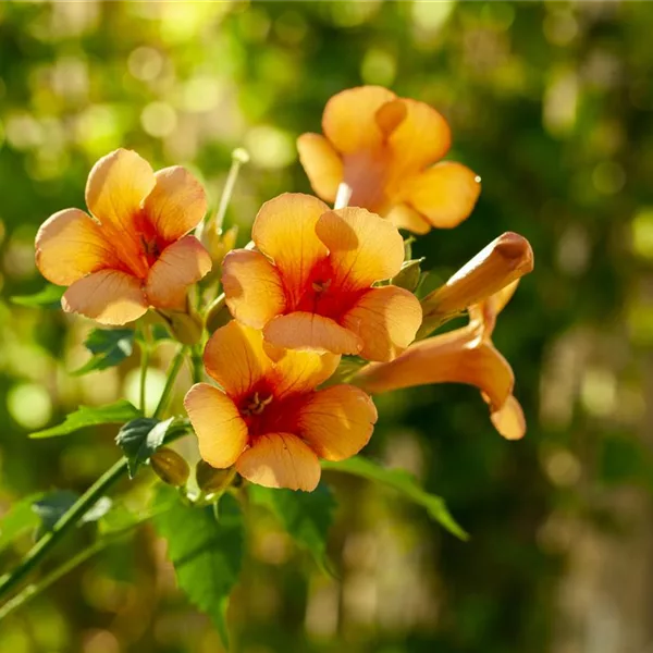 Campsis radicans 'Indian Summer'® 