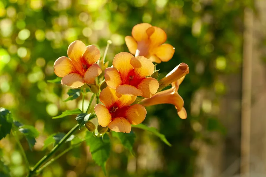 Campsis radicans 'Indian Summer'® Topfgröße 2 Liter, Höhe 60-100cm