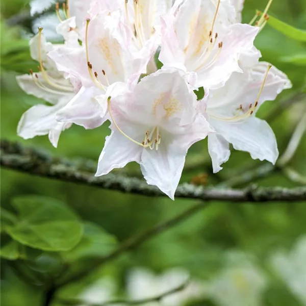 Sommergrüne Azalee 'Whitethroat'