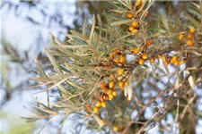 Hippophae rhamnoides 'Leikora' Topfgröße 2 Liter, Höhe 30-40cm