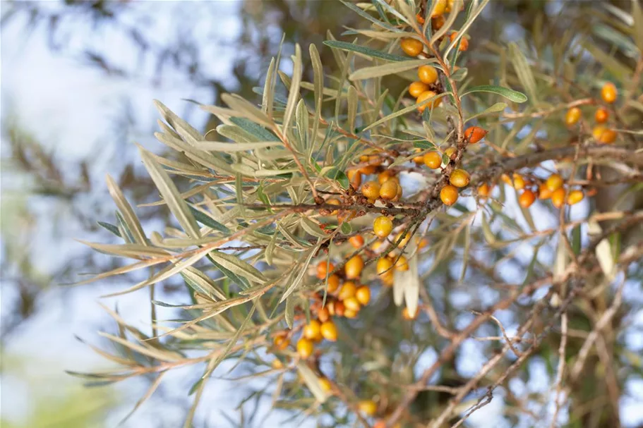 Hippophae rhamnoides 'Leikora' Topfgröße 2 Liter, Höhe 30-40cm