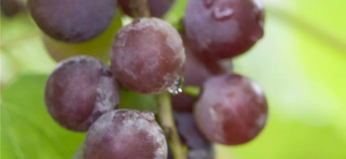 Tafeltraube 'Crimson Seedless' Topfgröße 6 Liter / Höhe 100-125cm