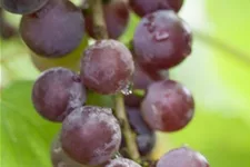 Vitis vinifera 'Vanessa' Topfgröße 3 Liter , Höhe 80-100cm