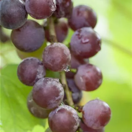 Tafeltraube 'Crimson Seedless'