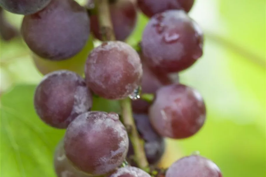 Vitis vinifera 'Vanessa' Topfgröße 3 Liter , Höhe 80-100cm