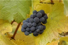 Vitis vinifera 'Muskateller' Topfgröße 3 Liter, Höhe 80-100cm