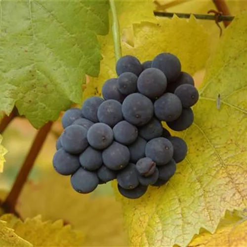 Vitis vinifera 'Muskateller'