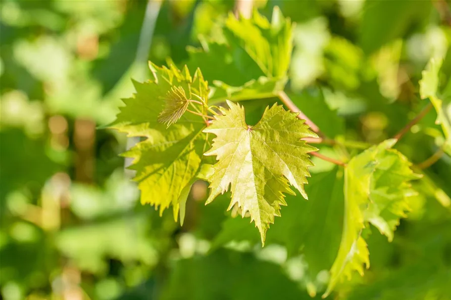 Vitis vinifera 'Muskateller' Topfgröße 3 Liter, Höhe 80-100cm