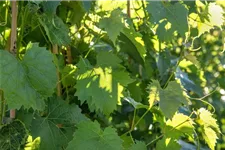 Vitis vinifera 'Muskateller' Topfgröße 3 Liter, Höhe 80-100cm