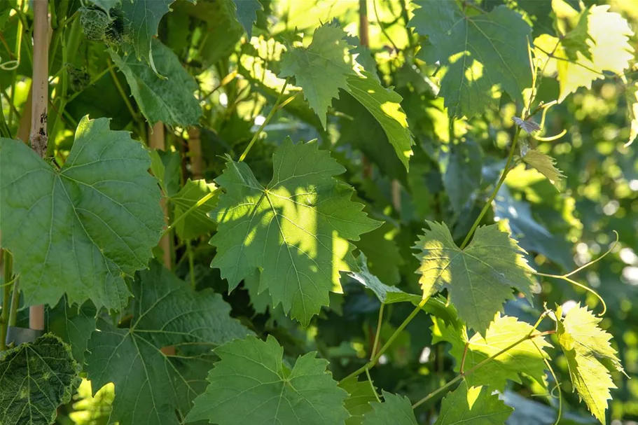 Vitis vinifera 'Muskateller' Topfgröße 3 Liter, Höhe 80-100cm