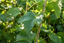 Vitis vinifera 'Muskateller' Topfgröße 3 Liter, Höhe 80-100cm