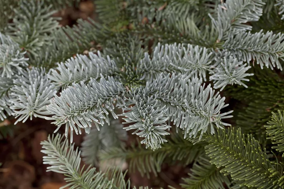 Silbertanne 'Glauca' Topfgröße 25 Liter / Höhe 50-60cm