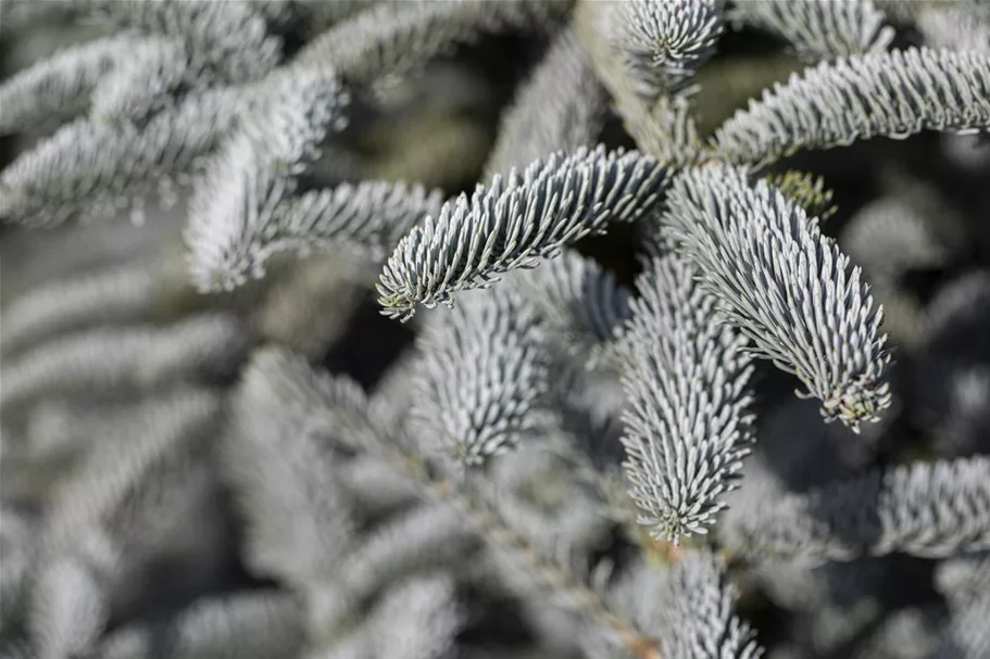 Silbertanne 'Glauca' Topfgröße 25 Liter / Höhe 50-60cm