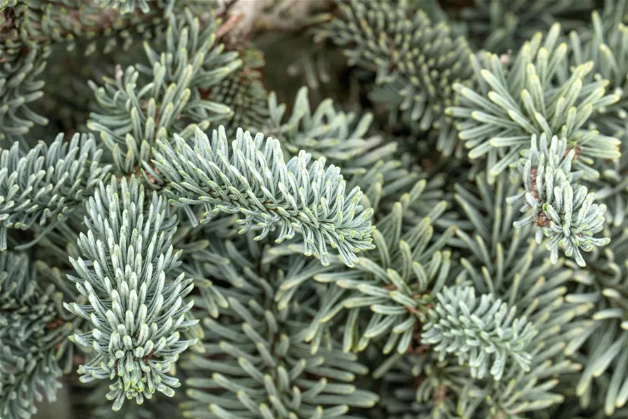 Silbertanne 'Glauca' Topfgröße 25 Liter / Höhe 50-60cm