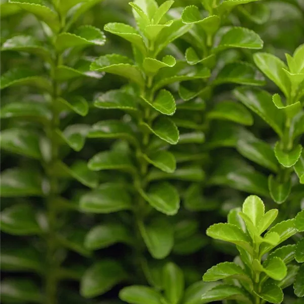 Säulen-Spindelstrauch 'Green Rocket'