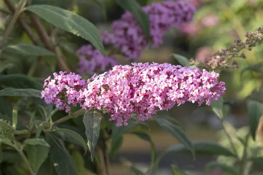 Sommerflieder 'Pink Panther' Topfgröße 4,6 Liter