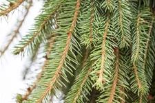 Picea abies 'Loreley'