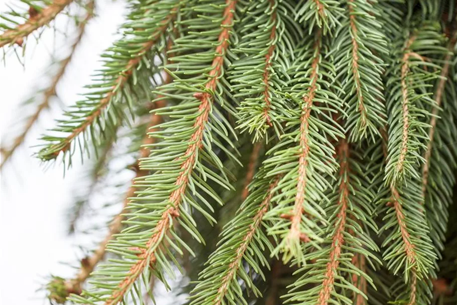 Picea abies 'Loreley'