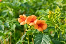 Campsis radicans 'Indian Summer'® Topfgröße 2 Liter, Höhe 60-100cm