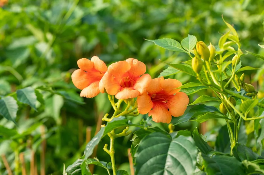 Campsis radicans 'Indian Summer'® Topfgröße 2 Liter, Höhe 60-100cm