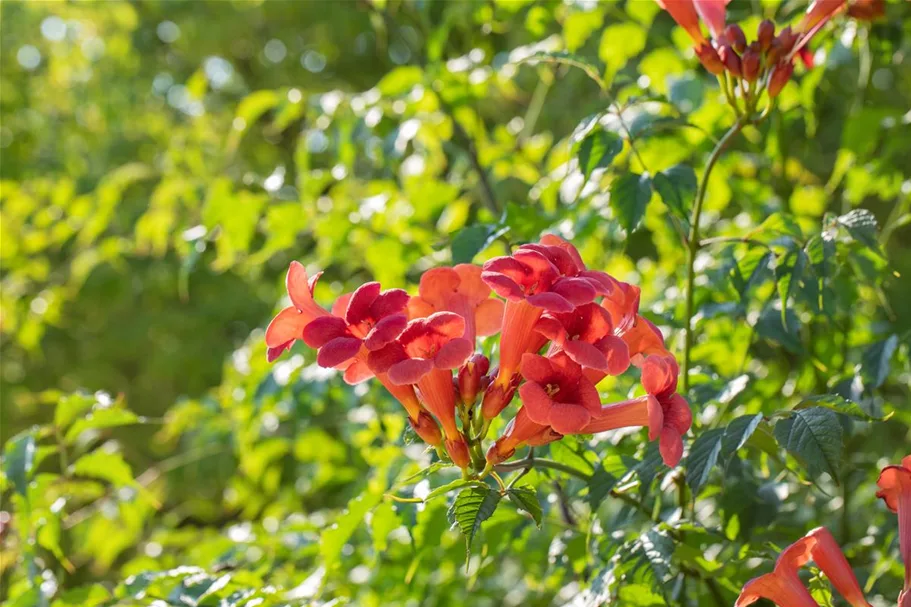 Trompetenblume 'Flamenco' Topfgröße 2 Liter / Höhe 40-60cm