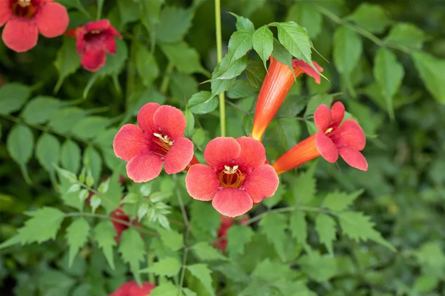 Trompetenblume 'Flamenco' Topfgröße 2 Liter / Höhe 40-60cm