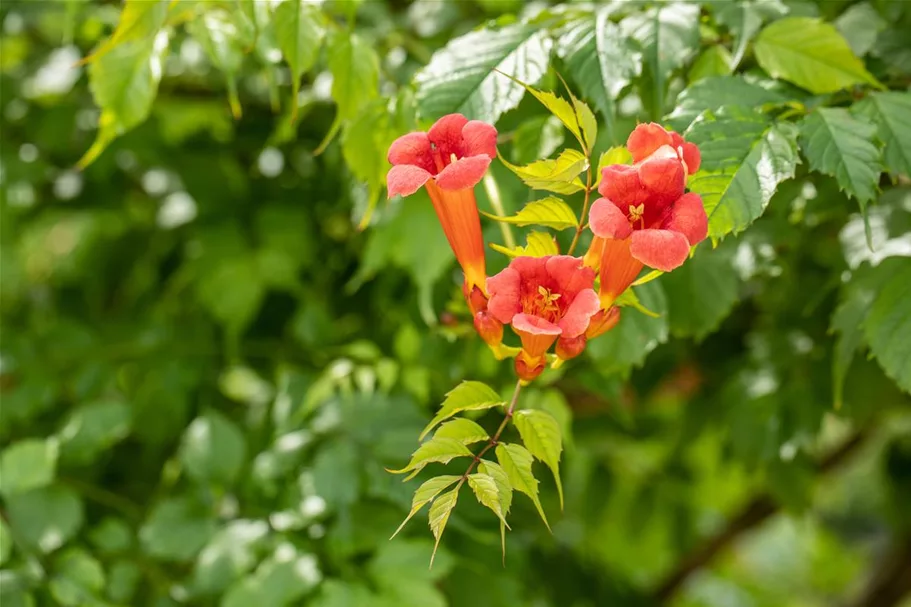 Trompetenblume 'Flamenco' Topfgröße 2 Liter / Höhe 40-60cm