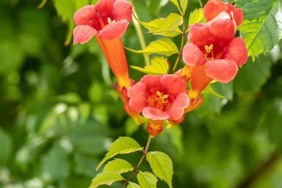 Trompetenblume 'Flamenco' Topfgröße 2 Liter / Höhe 40-60cm