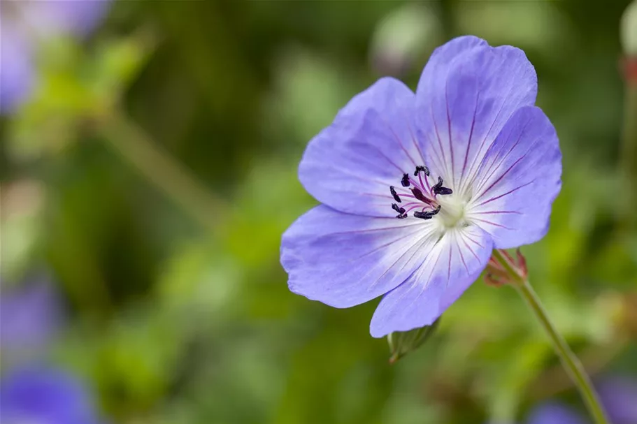 Storchschnabel 'Rozanne'®