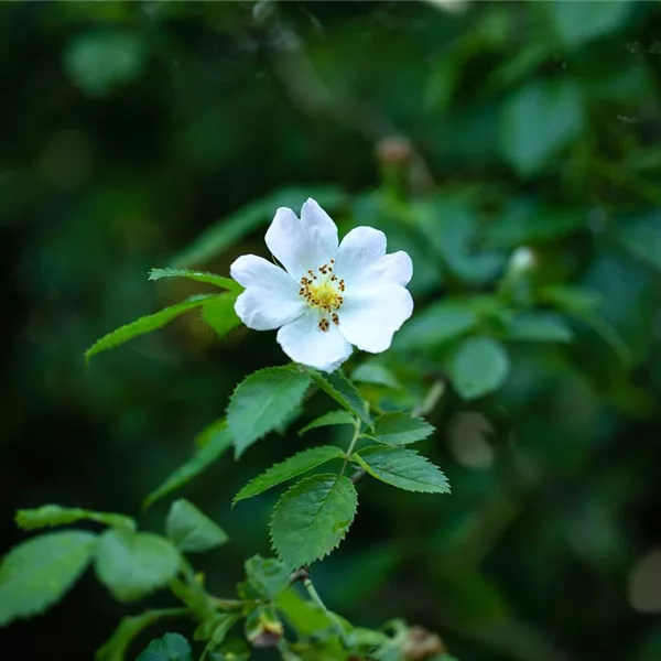 Vielblütige Rose