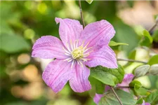 Waldrebe 'Comtesse de Bouchaud'