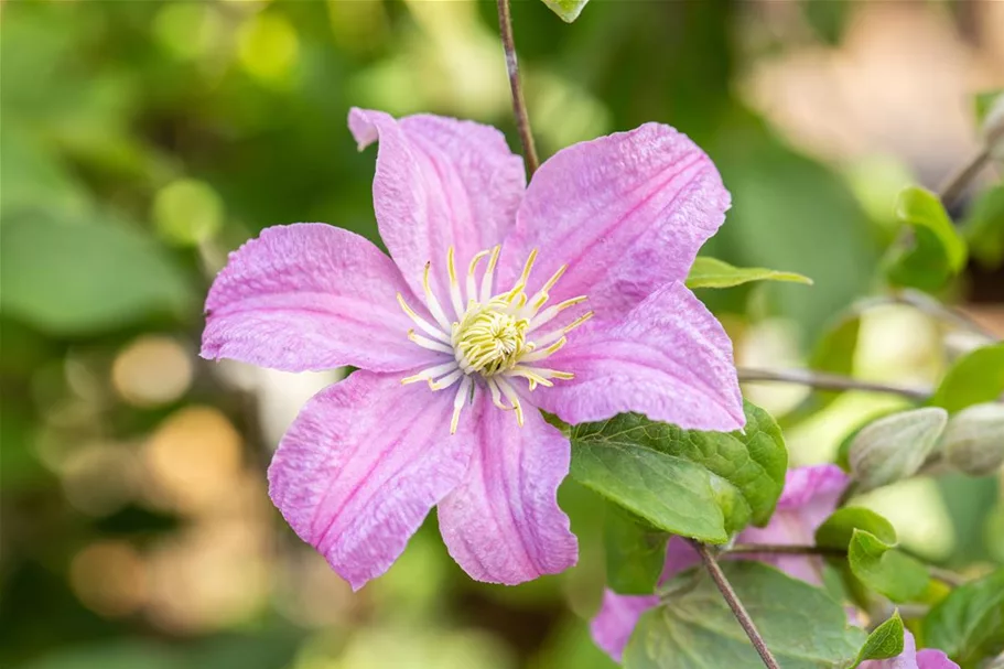 Waldrebe 'Comtesse de Bouchaud'