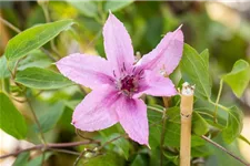 Waldrebe 'Comtesse de Bouchaud'