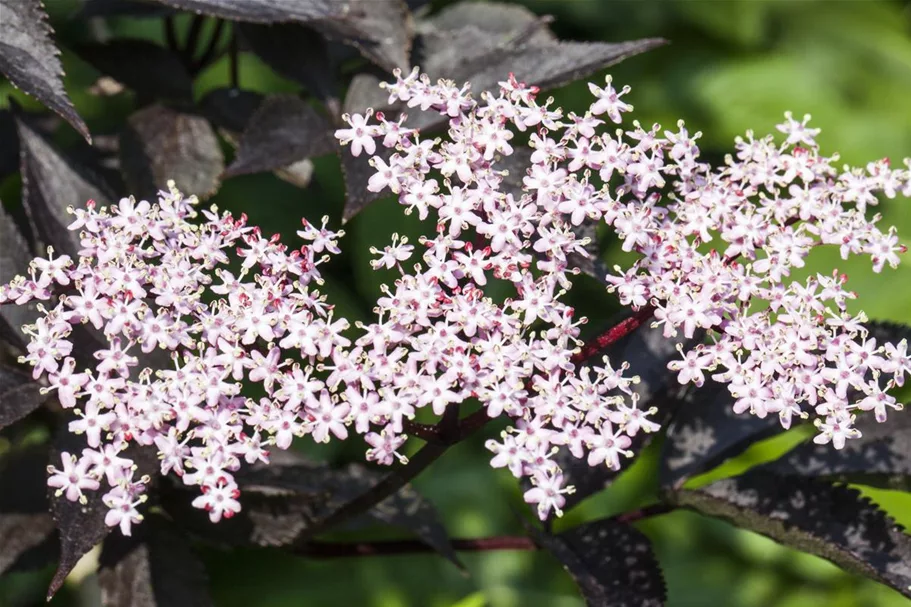 Schwarzer Holunder 'Black Lace'(s) Topfgröße 5 Liter / Höhe 60-80cm