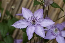 Waldrebe 'Hagley Hybrid'