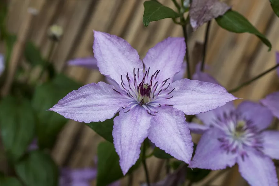 Waldrebe 'Hagley Hybrid'