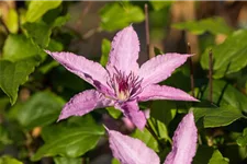 Waldrebe 'Hagley Hybrid'