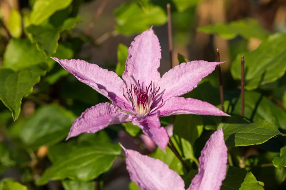 Waldrebe 'Hagley Hybrid'