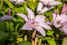 Waldrebe 'Hagley Hybrid'