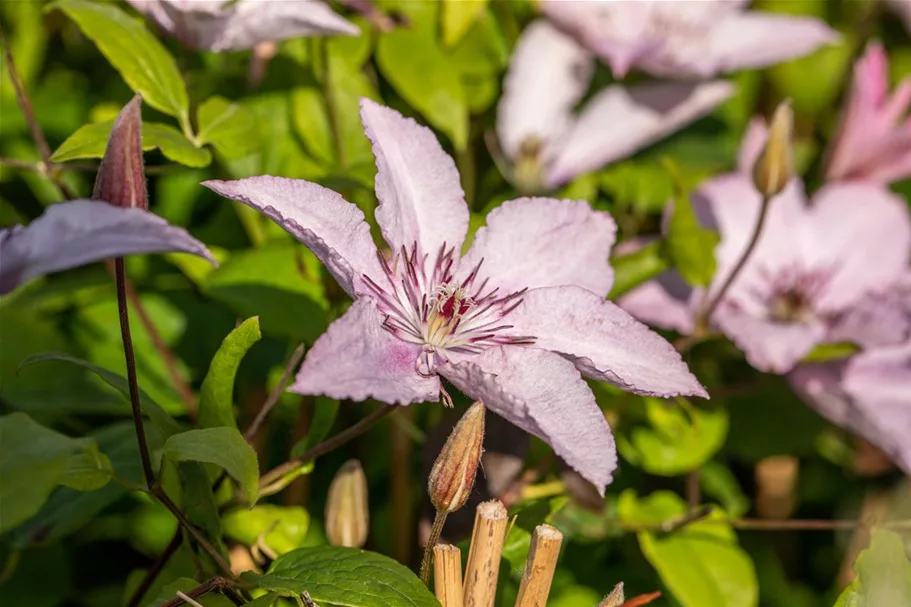 Waldrebe 'Hagley Hybrid'