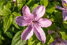 Waldrebe 'Hagley Hybrid'