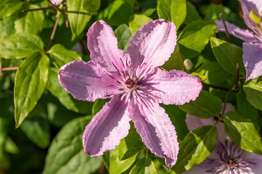 Waldrebe 'Hagley Hybrid'