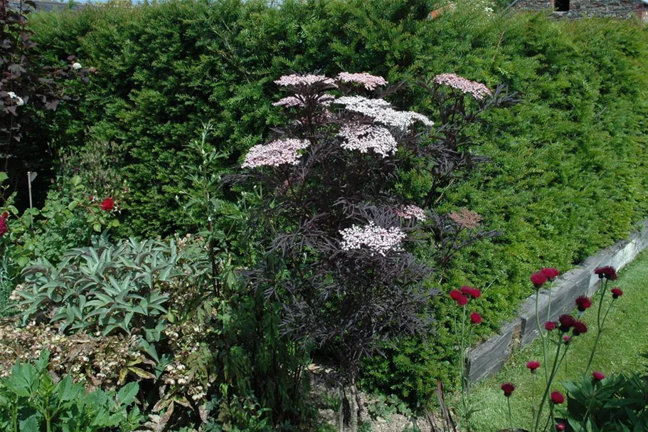 Schwarzer Holunder 'Black Lace'(s) Topfgröße 5 Liter / Höhe 60-80cm