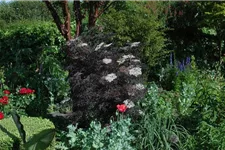 Schwarzer Holunder 'Black Lace'(s) Topfgröße 5 Liter / Höhe 60-80cm